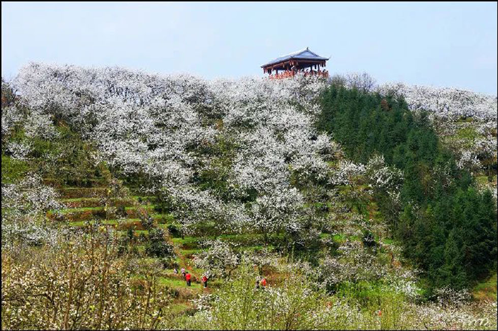 【春天，广西桂林灌阳县向您发出邀请！】我们在灌阳看梨花 - 游山玩水 - 本溪生活社区 - 本溪28生活网 benxi.28life.net