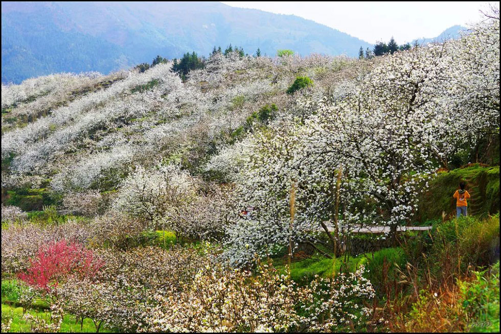 【春天，广西桂林灌阳县向您发出邀请！】我们在灌阳看梨花 - 游山玩水 - 本溪生活社区 - 本溪28生活网 benxi.28life.net