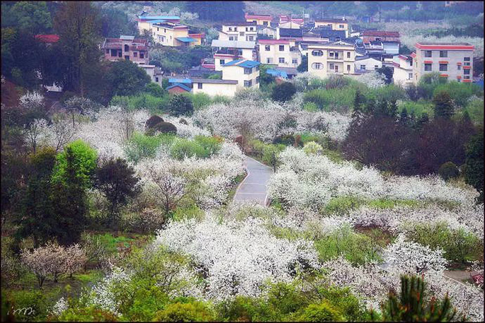 【春天，广西桂林灌阳县向您发出邀请！】我们在灌阳看梨花 - 游山玩水 - 本溪生活社区 - 本溪28生活网 benxi.28life.net