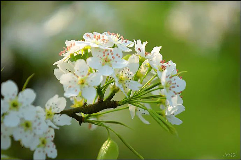【春天，广西桂林灌阳县向您发出邀请！】我们在灌阳看梨花 - 游山玩水 - 本溪生活社区 - 本溪28生活网 benxi.28life.net