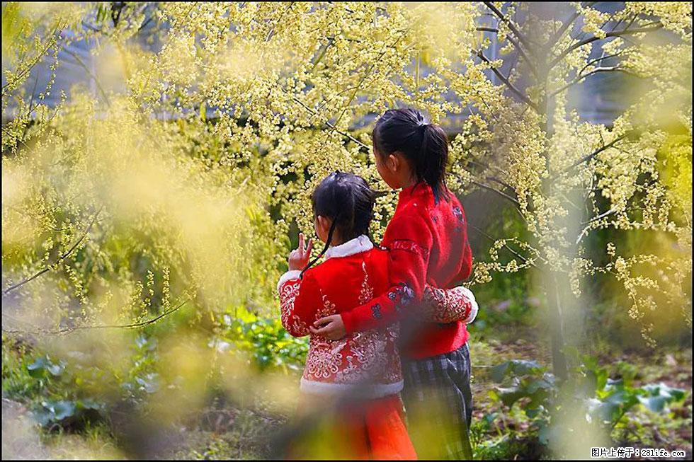 【春天，广西桂林灌阳县向您发出邀请！】米珠山前有片山苍子花在飘香 - 游山玩水 - 本溪生活社区 - 本溪28生活网 benxi.28life.net