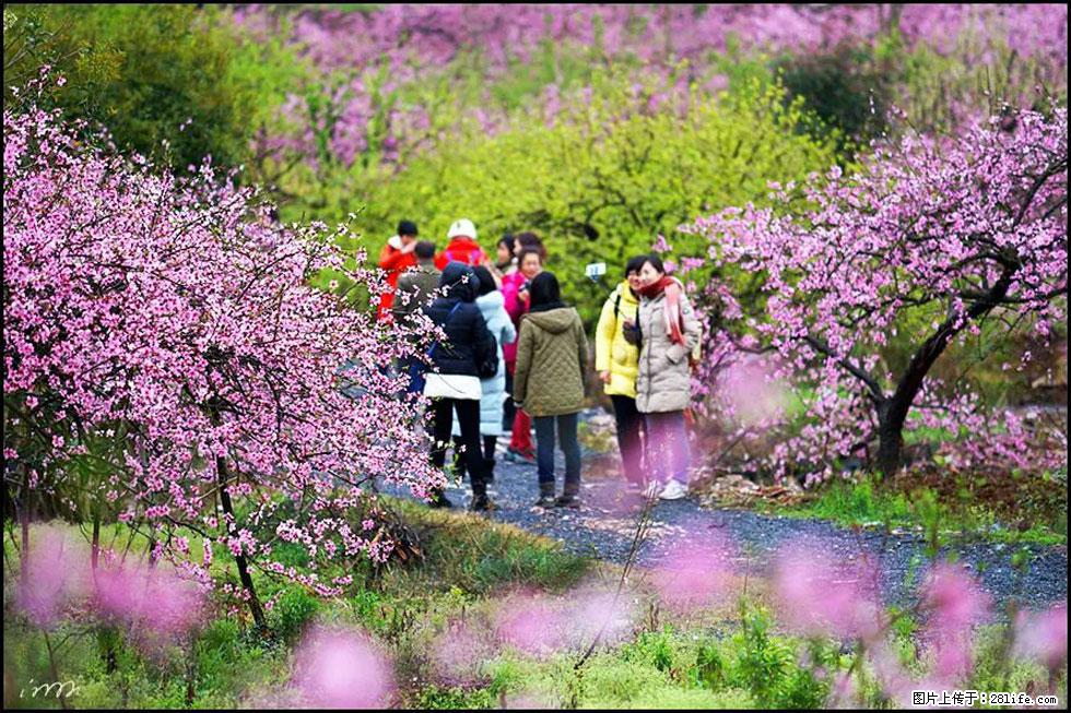 【春天，广西桂林灌阳县向您发出邀请！】官庄村有个醉美的桃花园 - 游山玩水 - 本溪生活社区 - 本溪28生活网 benxi.28life.net