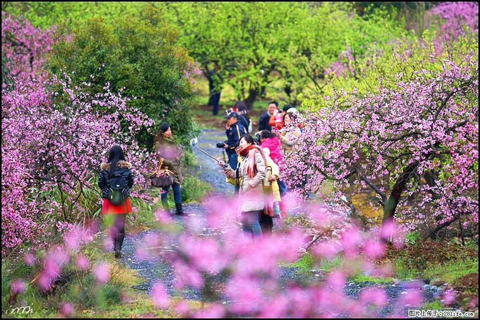 【春天，广西桂林灌阳县向您发出邀请！】官庄村有个醉美的桃花园 - 游山玩水 - 本溪生活社区 - 本溪28生活网 benxi.28life.net