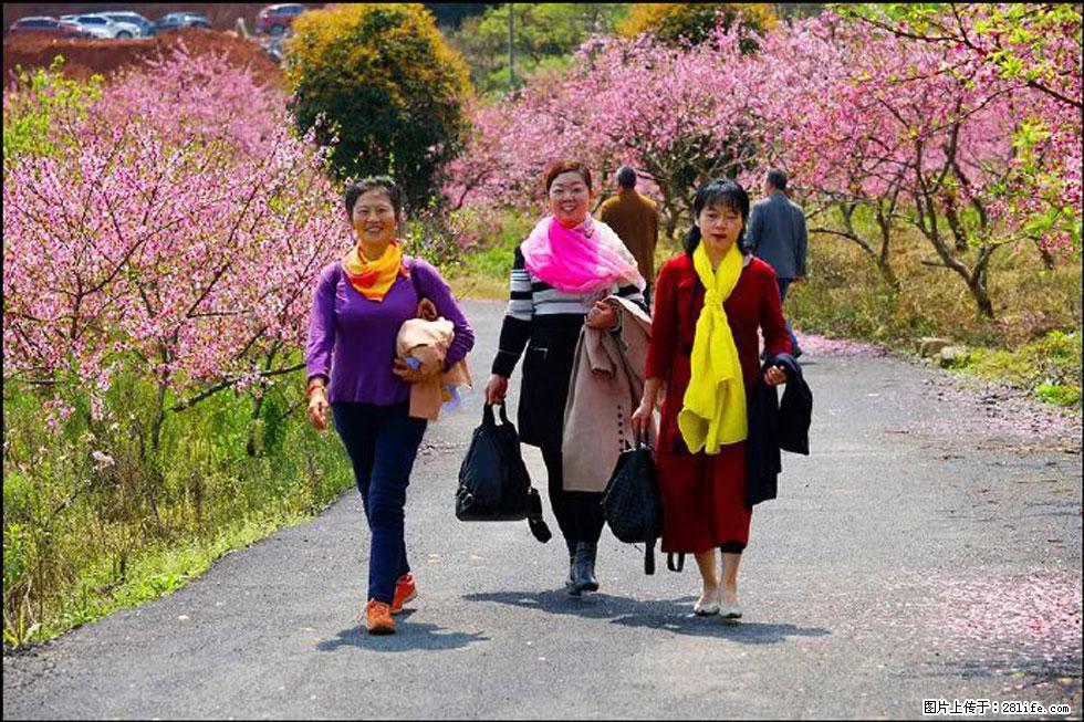 【春天，广西桂林灌阳县向您发出邀请！】官庄村有个醉美的桃花园 - 游山玩水 - 本溪生活社区 - 本溪28生活网 benxi.28life.net