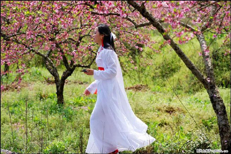 【春天，广西桂林灌阳县向您发出邀请！】官庄村有个醉美的桃花园 - 游山玩水 - 本溪生活社区 - 本溪28生活网 benxi.28life.net