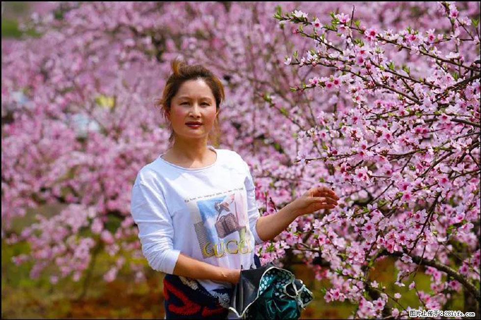 【春天，广西桂林灌阳县向您发出邀请！】官庄村有个醉美的桃花园 - 游山玩水 - 本溪生活社区 - 本溪28生活网 benxi.28life.net