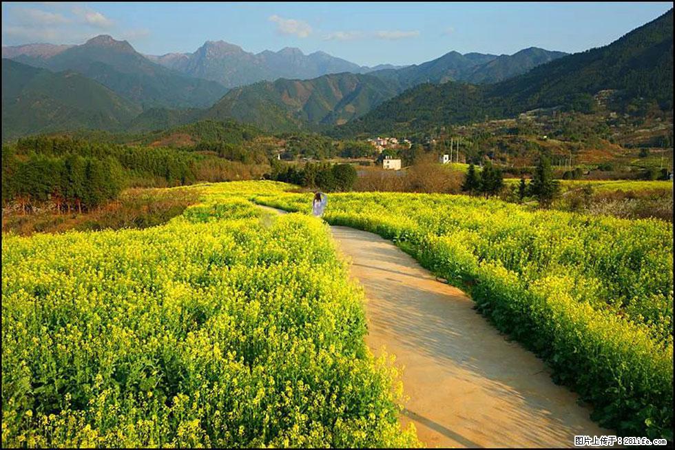 【春天，广西桂林灌阳县向您发出邀请！】长坪村油菜盛情花开 - 游山玩水 - 本溪生活社区 - 本溪28生活网 benxi.28life.net
