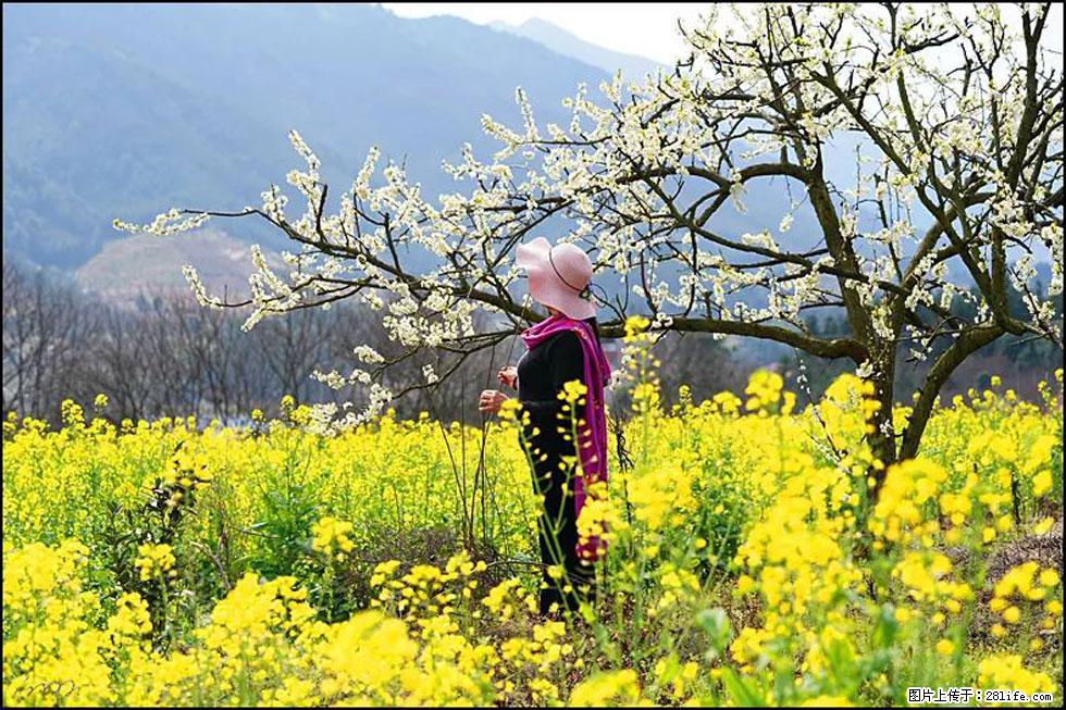 【春天，广西桂林灌阳县向您发出邀请！】长坪村油菜盛情花开 - 游山玩水 - 本溪生活社区 - 本溪28生活网 benxi.28life.net