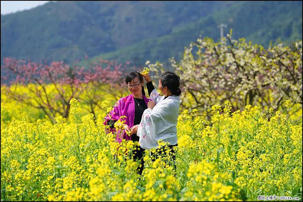 【春天，广西桂林灌阳县向您发出邀请！】长坪村油菜盛情花开 - 游山玩水 - 本溪生活社区 - 本溪28生活网 benxi.28life.net