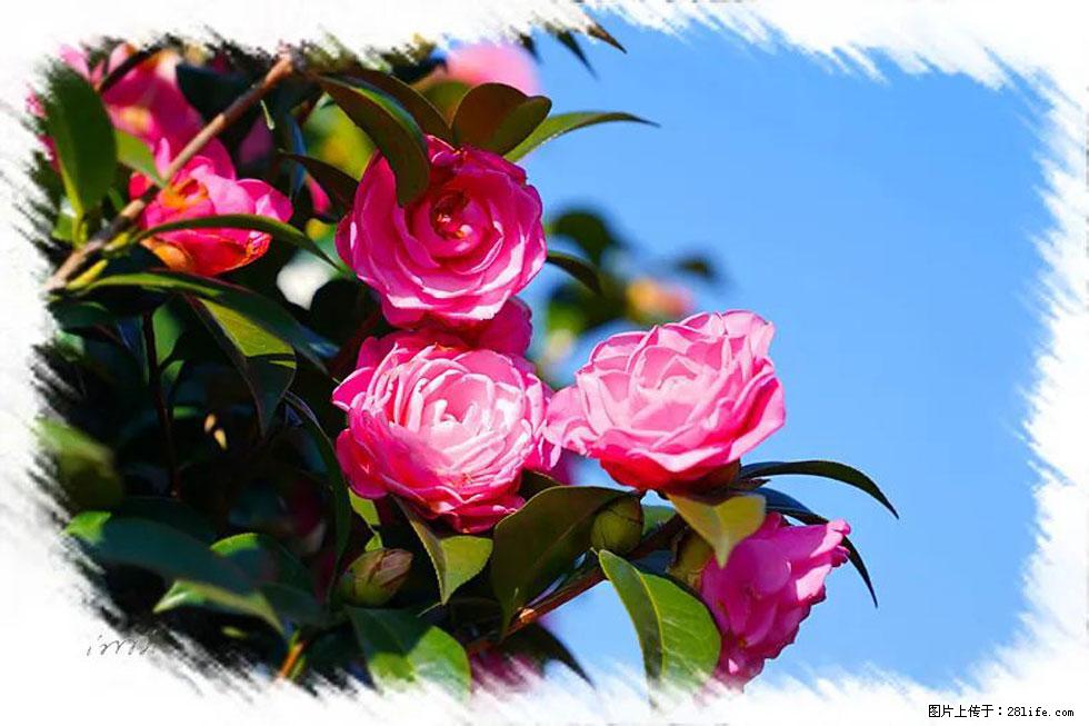 【春天，广西桂林灌阳县向您发出邀请！】杨柳井茶花惹人爱 - 游山玩水 - 本溪生活社区 - 本溪28生活网 benxi.28life.net