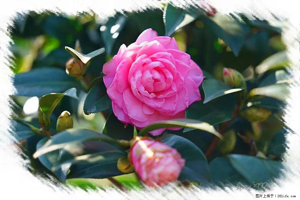 【春天，广西桂林灌阳县向您发出邀请！】杨柳井茶花惹人爱 - 游山玩水 - 本溪生活社区 - 本溪28生活网 benxi.28life.net