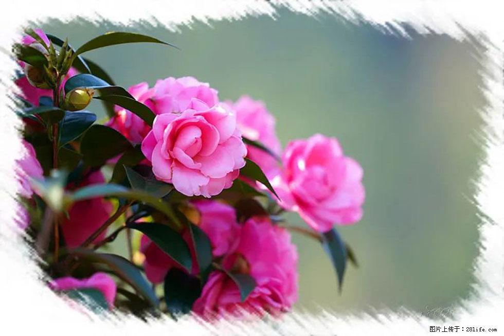 【春天，广西桂林灌阳县向您发出邀请！】杨柳井茶花惹人爱 - 游山玩水 - 本溪生活社区 - 本溪28生活网 benxi.28life.net