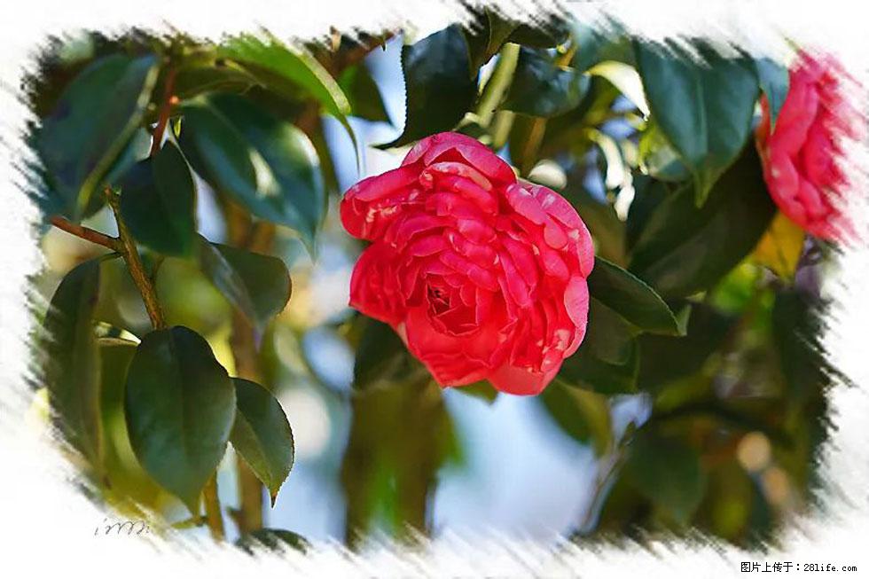 【春天，广西桂林灌阳县向您发出邀请！】杨柳井茶花惹人爱 - 游山玩水 - 本溪生活社区 - 本溪28生活网 benxi.28life.net