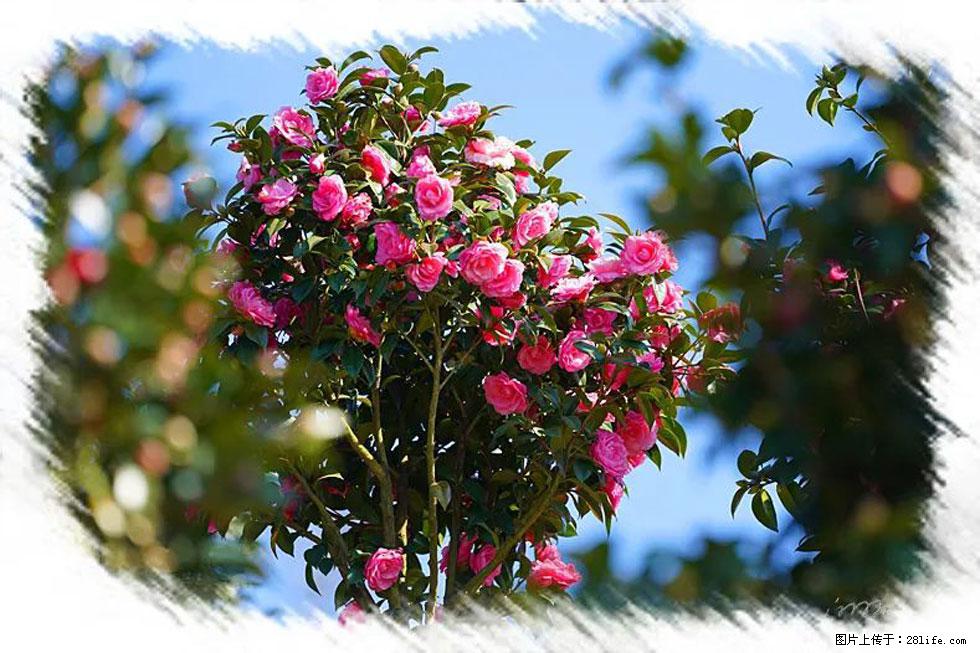 【春天，广西桂林灌阳县向您发出邀请！】杨柳井茶花惹人爱 - 游山玩水 - 本溪生活社区 - 本溪28生活网 benxi.28life.net