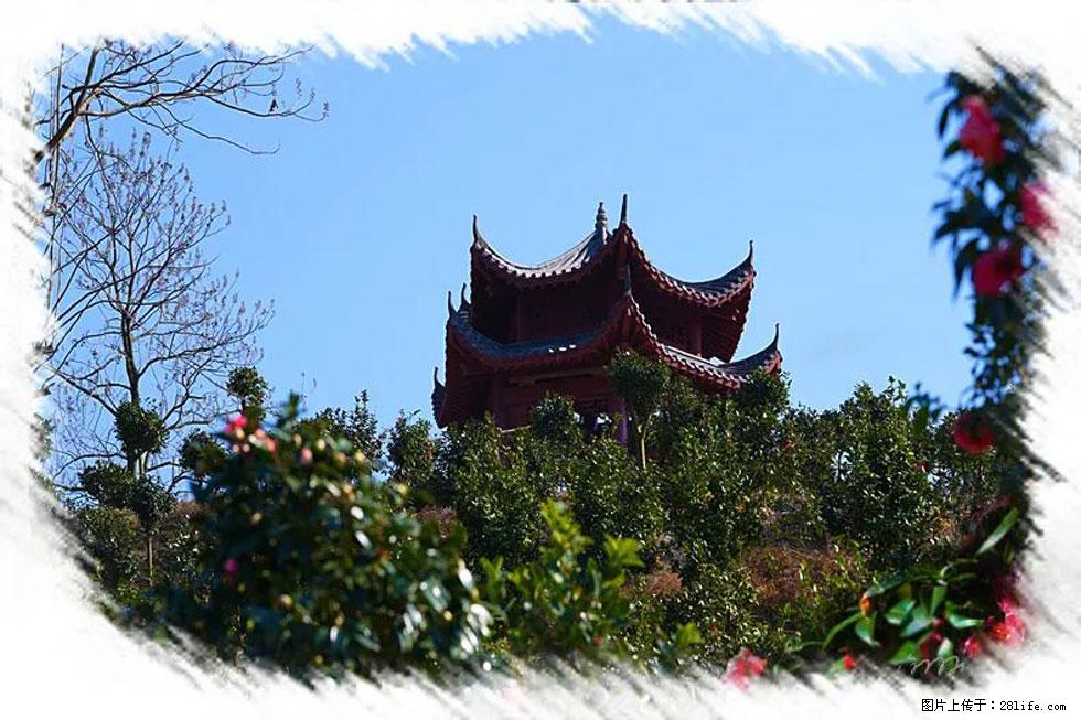 【春天，广西桂林灌阳县向您发出邀请！】杨柳井茶花惹人爱 - 游山玩水 - 本溪生活社区 - 本溪28生活网 benxi.28life.net