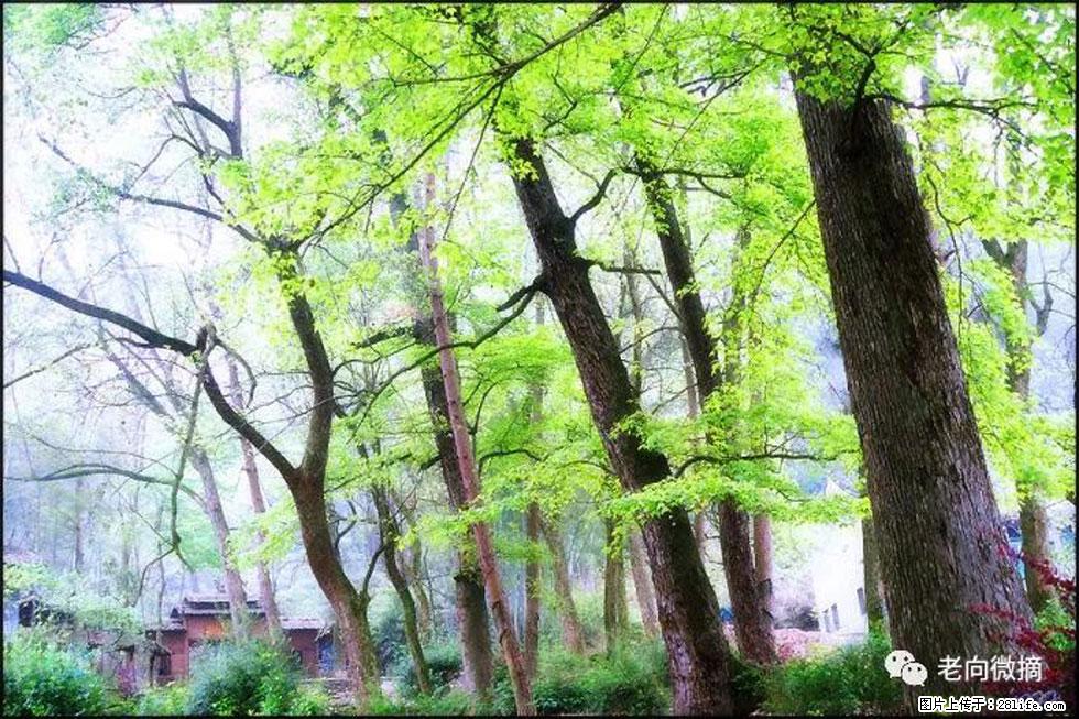 【春天，广西桂林灌阳县向您发出邀请！】在小龙村与春天约会 - 游山玩水 - 本溪生活社区 - 本溪28生活网 benxi.28life.net