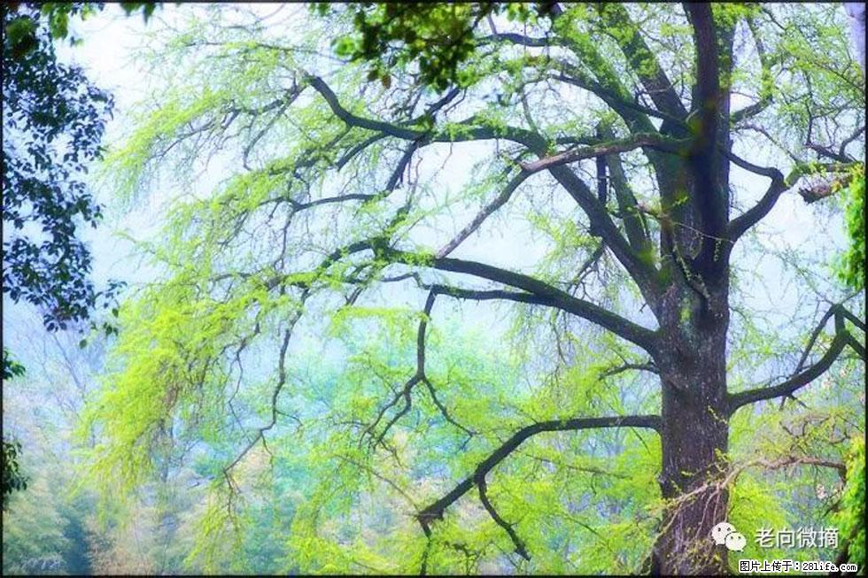 【春天，广西桂林灌阳县向您发出邀请！】在小龙村与春天约会 - 游山玩水 - 本溪生活社区 - 本溪28生活网 benxi.28life.net