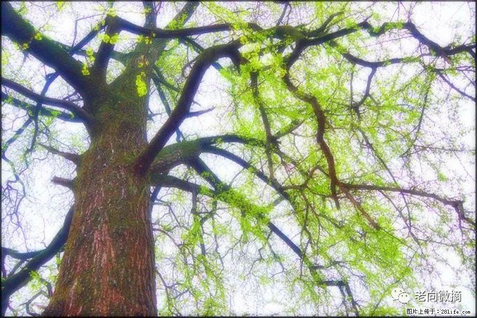 【春天，广西桂林灌阳县向您发出邀请！】在小龙村与春天约会 - 游山玩水 - 本溪生活社区 - 本溪28生活网 benxi.28life.net