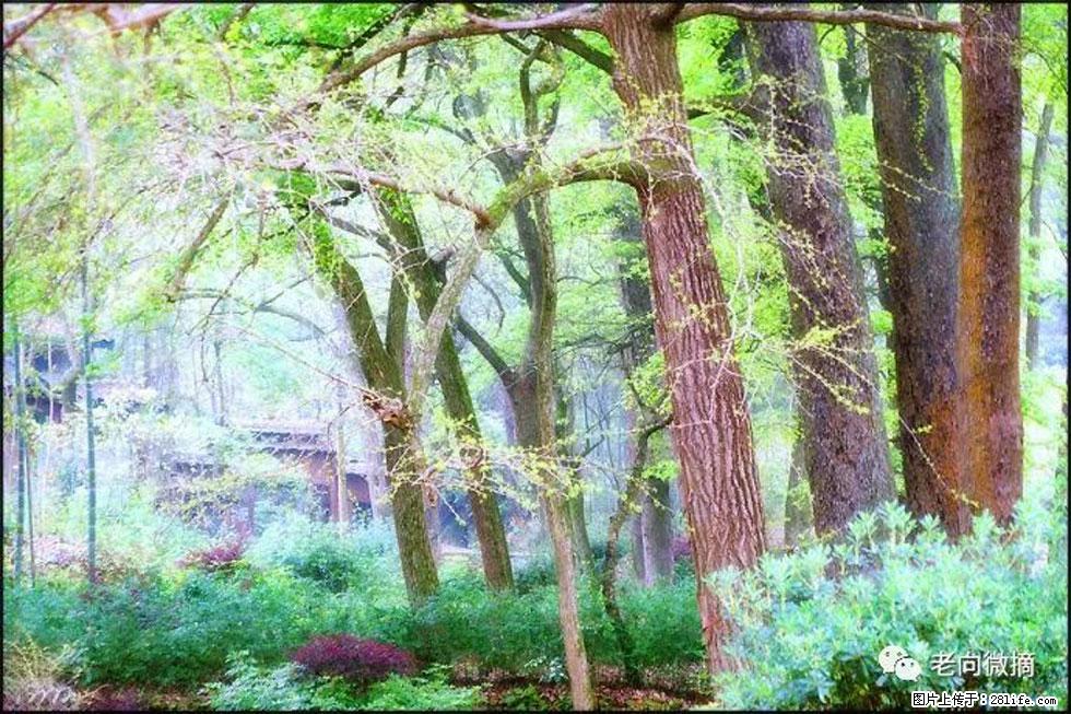 【春天，广西桂林灌阳县向您发出邀请！】在小龙村与春天约会 - 游山玩水 - 本溪生活社区 - 本溪28生活网 benxi.28life.net