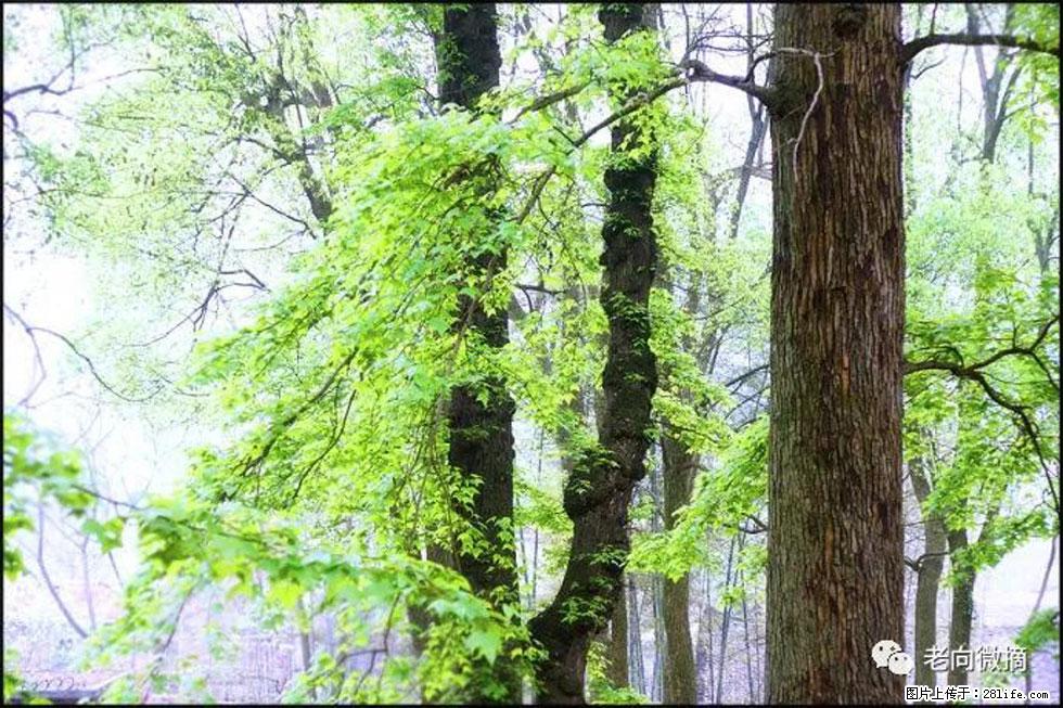 【春天，广西桂林灌阳县向您发出邀请！】在小龙村与春天约会 - 游山玩水 - 本溪生活社区 - 本溪28生活网 benxi.28life.net