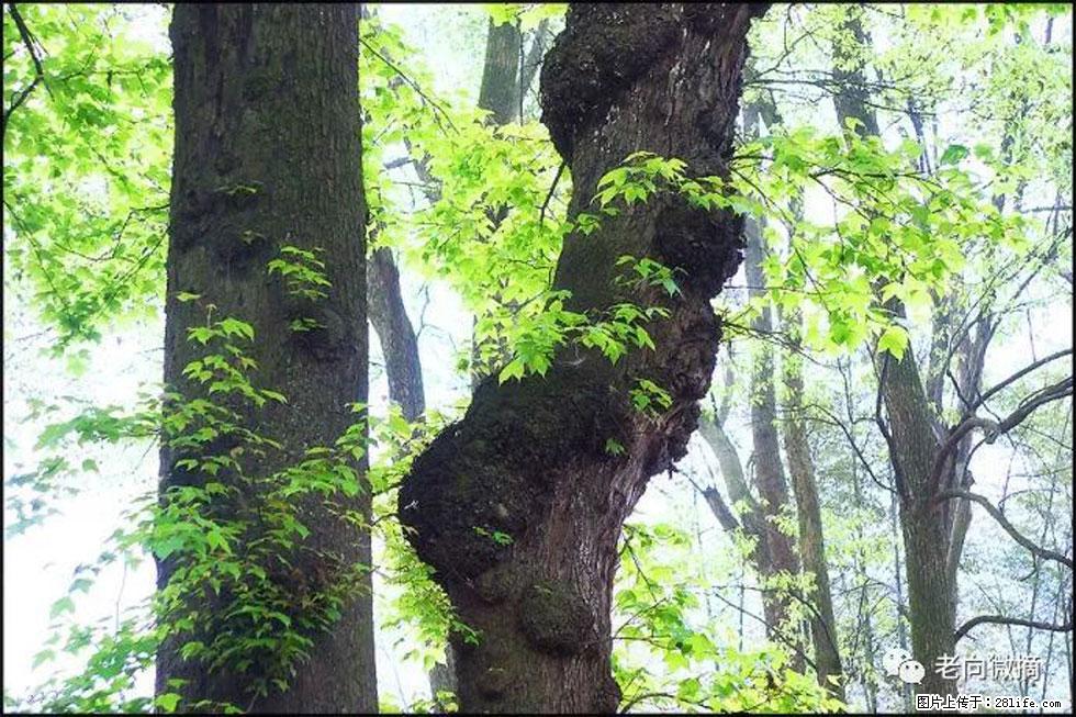 【春天，广西桂林灌阳县向您发出邀请！】在小龙村与春天约会 - 游山玩水 - 本溪生活社区 - 本溪28生活网 benxi.28life.net
