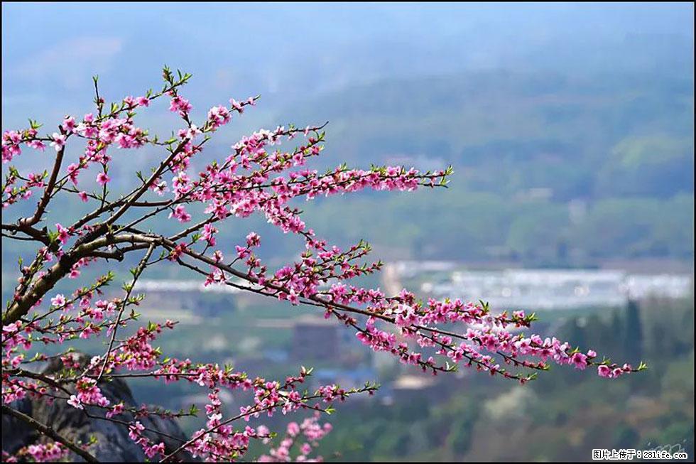 【春天，广西桂林灌阳县向您发出邀请！】望月岭上桃花开 - 游山玩水 - 本溪生活社区 - 本溪28生活网 benxi.28life.net