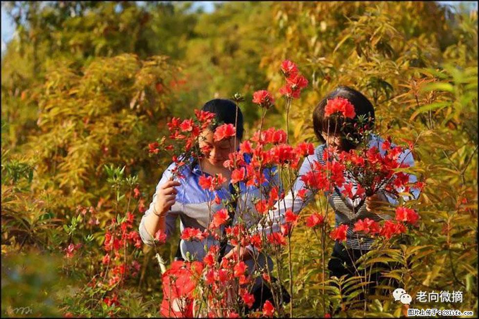 【春天，广西桂林灌阳县向您发出邀请！】登麒麟山，相约映山红 - 游山玩水 - 本溪生活社区 - 本溪28生活网 benxi.28life.net