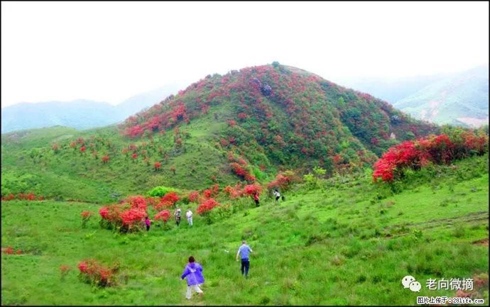 【春天，广西桂林灌阳县向您发出邀请！】宝盖山上映山红 - 游山玩水 - 本溪生活社区 - 本溪28生活网 benxi.28life.net