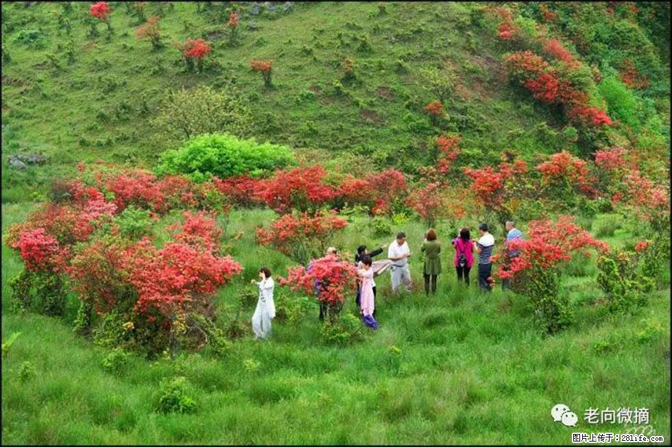 【春天，广西桂林灌阳县向您发出邀请！】宝盖山上映山红 - 游山玩水 - 本溪生活社区 - 本溪28生活网 benxi.28life.net