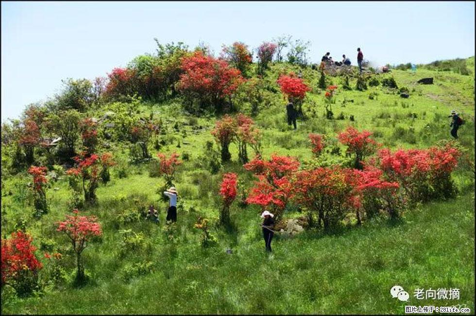 【春天，广西桂林灌阳县向您发出邀请！】宝盖山上映山红 - 游山玩水 - 本溪生活社区 - 本溪28生活网 benxi.28life.net