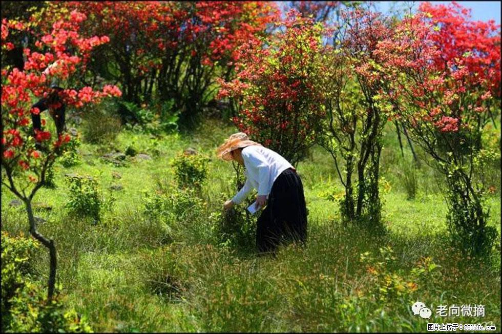 【春天，广西桂林灌阳县向您发出邀请！】宝盖山上映山红 - 游山玩水 - 本溪生活社区 - 本溪28生活网 benxi.28life.net