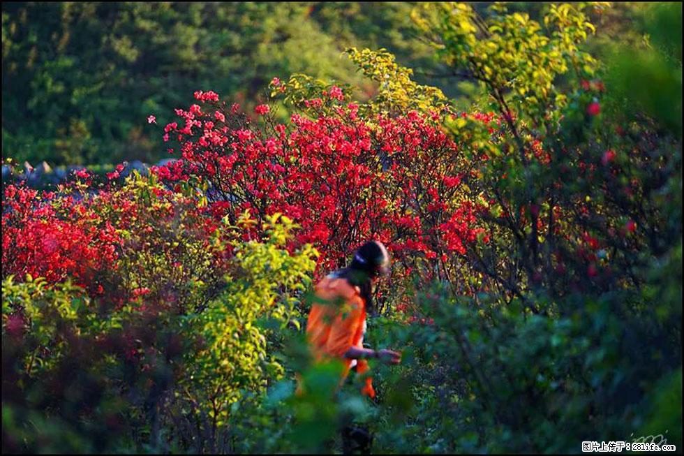 【春天，广西桂林灌阳县向您发出邀请！】春木界上映山红 - 游山玩水 - 本溪生活社区 - 本溪28生活网 benxi.28life.net