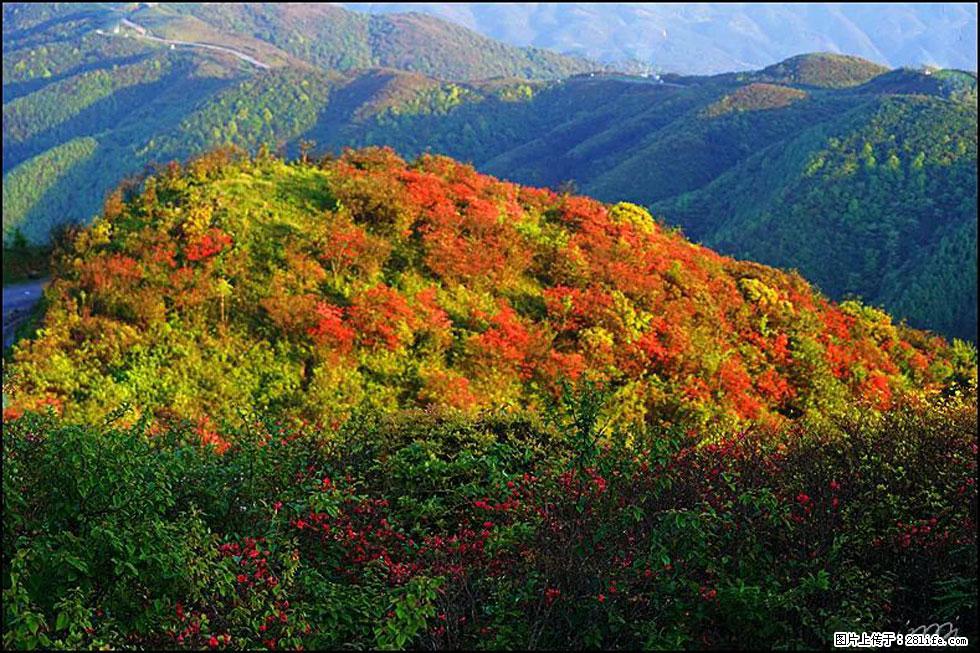 【春天，广西桂林灌阳县向您发出邀请！】春木界上映山红 - 游山玩水 - 本溪生活社区 - 本溪28生活网 benxi.28life.net