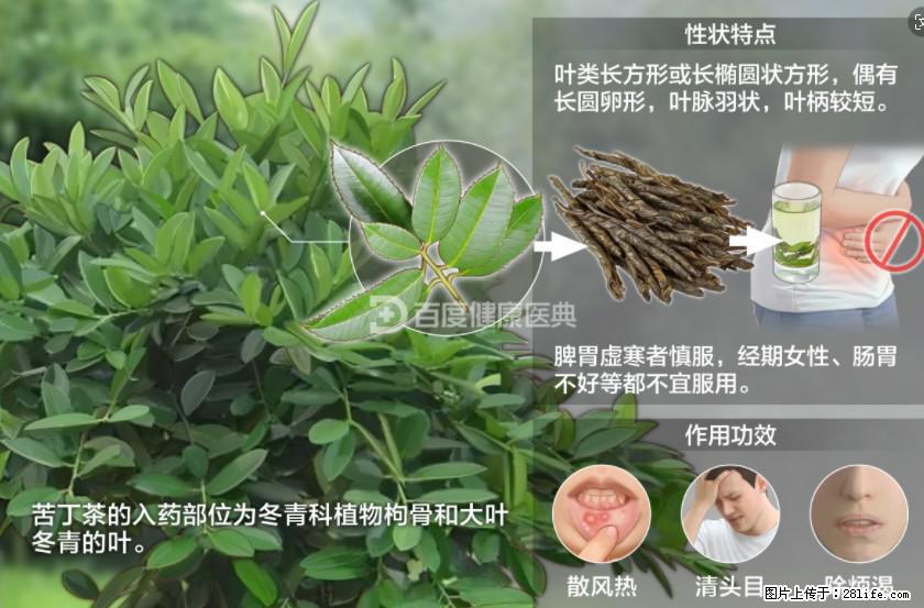 苦丁茶有哪些功效和作用 - 生活百科 - 本溪生活社区 - 本溪28生活网 benxi.28life.net