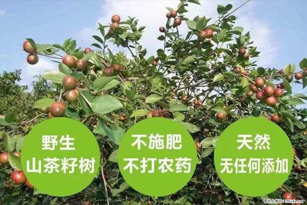 【灌阳县油茶产业示范区】一个有着充实的精神生活的人，对待身外之物自会有一种淡泊的态度 - 美食天地 - 本溪生活社区 - 本溪28生活网 benxi.28life.net
