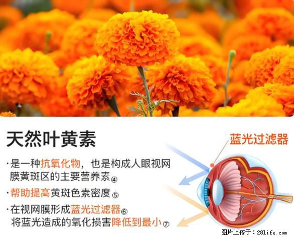 叶黄素有什么功效和作用 - 生活百科 - 本溪生活社区 - 本溪28生活网 benxi.28life.net