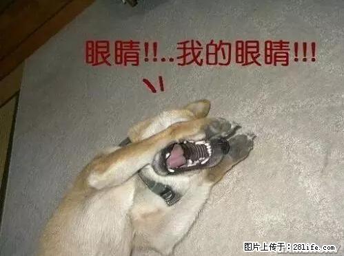 笑癫了！一女的怀孕三年未生，他终于忍不住了... - 娱乐八卦 - 本溪生活社区 - 本溪28生活网 benxi.28life.net