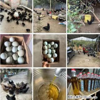 油茶园从小鸡仔开始养起的纯土鸡、土鸡蛋可以预定啦！还有前几天刚榨的纯山茶油哦 - 本溪28生活网 benxi.28life.net