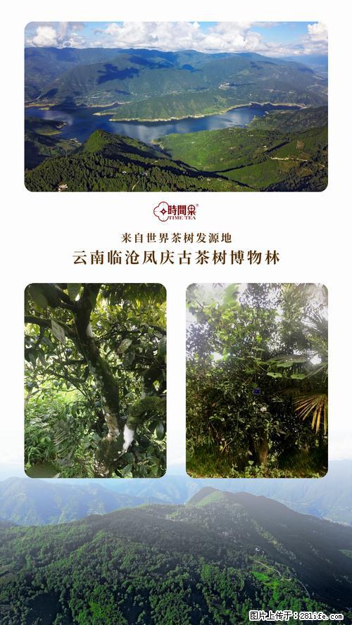 时间果百年古树2025年春红茶 - 购物交流 - 本溪生活社区 - 本溪28生活网 benxi.28life.net
