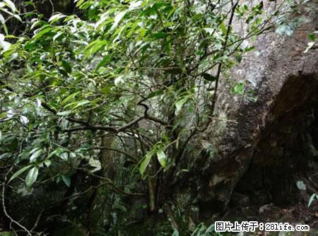 平乐石崖茶，珍贵仅次于金花茶 - 本溪生活资讯 - 本溪28生活网 benxi.28life.net